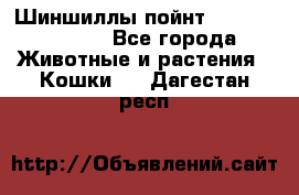 Шиншиллы пойнт ns1133,ny1133. - Все города Животные и растения » Кошки   . Дагестан респ.